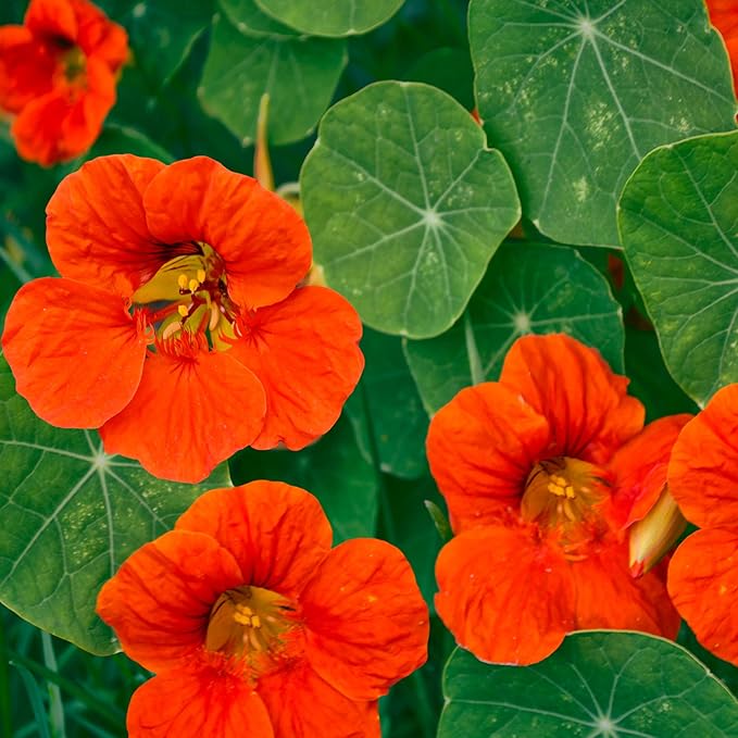Organic Heirloom Non-GMO Orange Nasturtium Seeds for Planting – Bright Garden Blooms