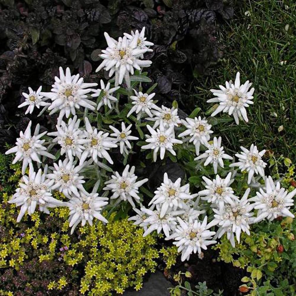 Green White Mountain Flower Seeds for Planting - 100 pcs