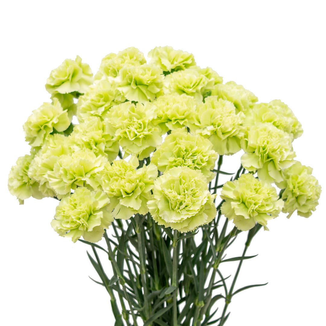Heirloom Non-GMO Green Carnation Flower Seeds for Planting – Vibrant Ornamental Garden Seeds