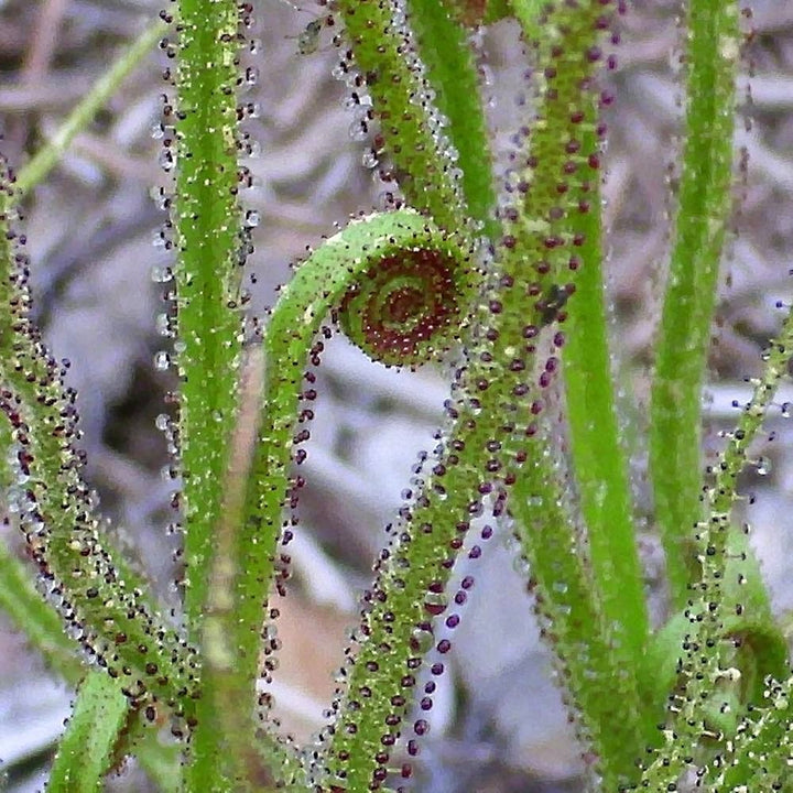 Heirloom Non-GMO Drosophyllum Plant Seeds for Planting – Rare Carnivorous Plant for Unique Gardens