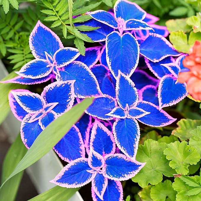 blue coleus flower seeds