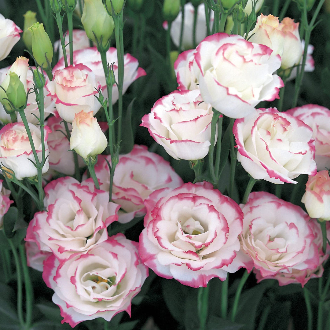 pink white flower seeds