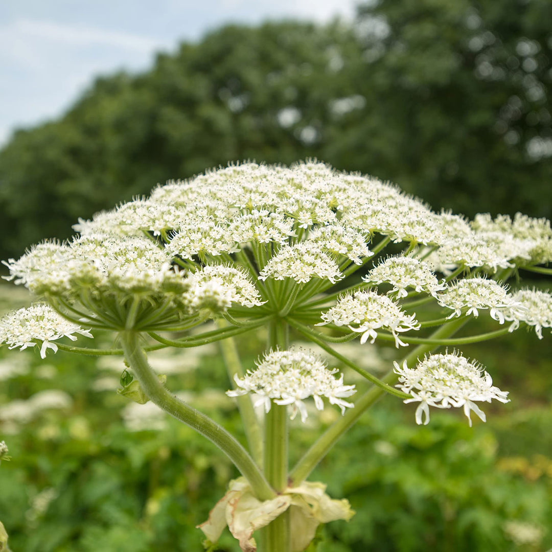 Heirloom Non-GMO Heracleum Lanatum Plant Seeds for Planting – Wild Edible Perennial Seeds | High Germination