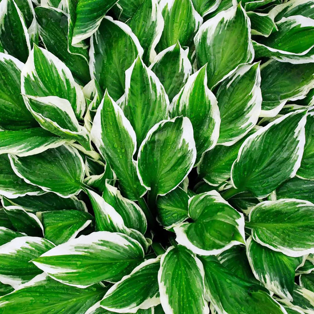 Hosta Coleus Plant Seeds for Planting - 100 pcs