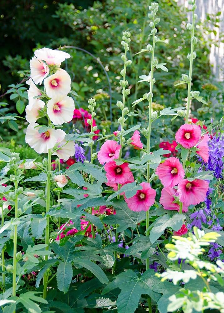 pink red flower seeds