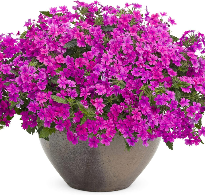 Flower Seeds, Seeds for Planting, Plant Seeds