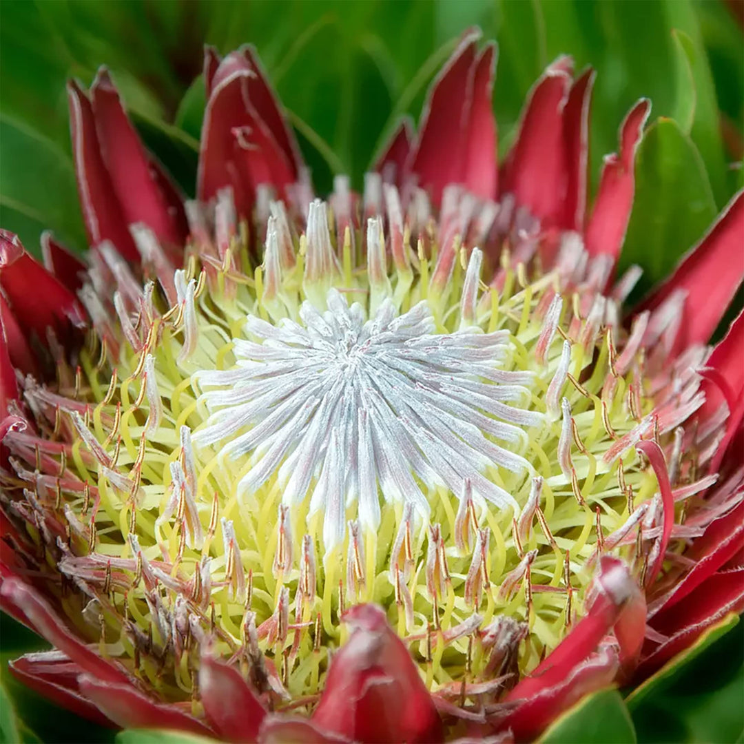 protea cynaroides flower seeds