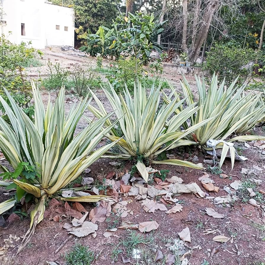 Grøn Agave Ferox Plantefrø til udplantning - 100 stk