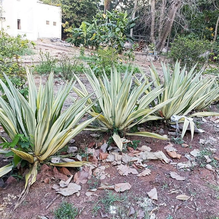 Green Agave Ferox Plant Seeds for Planting - 100 pcs