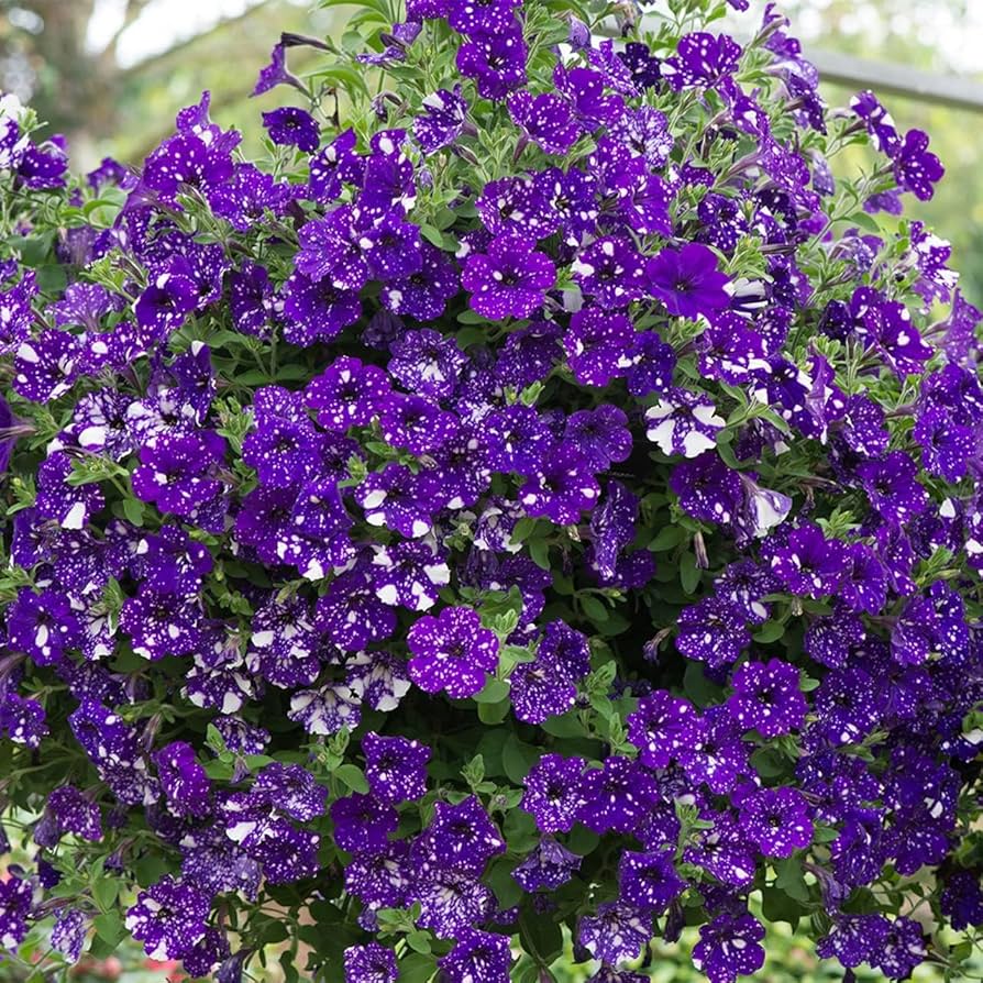 black purple flower seeds