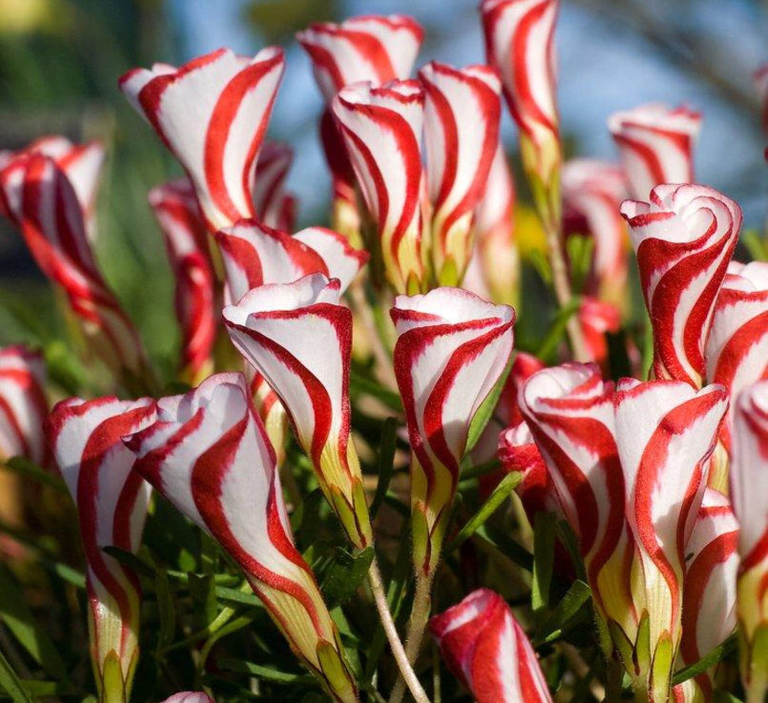 oxalis versicolor flower seeds