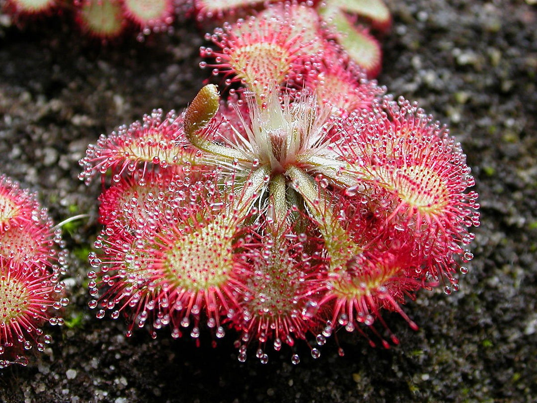 Pink Drosera Soldug Blomsterfrø til udplantning - 100 stk