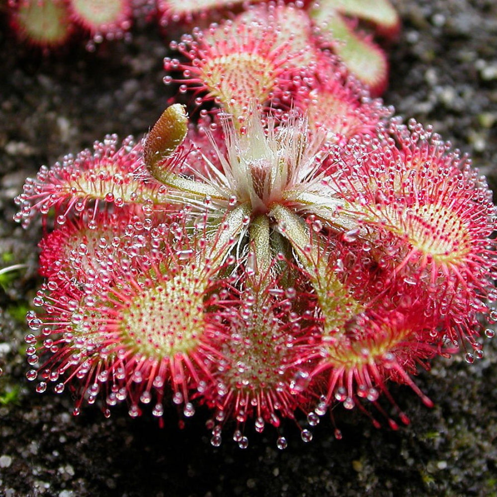 silver hair flower seeds