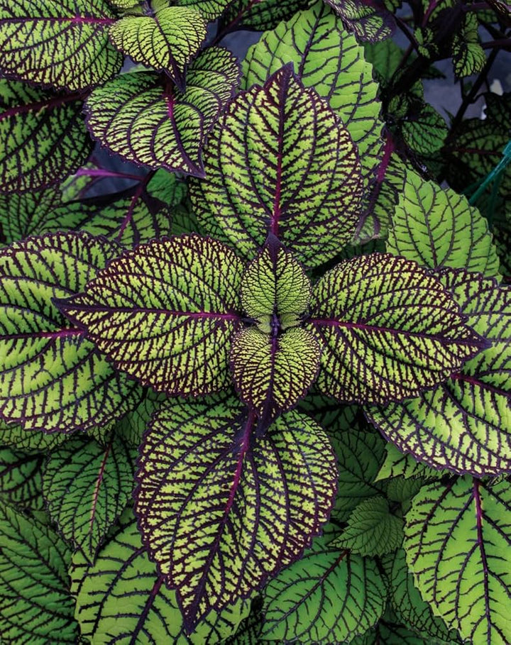 Green and Black Coleus Flower Seeds – Heirloom Non-GMO Organic Garden Seeds for Planting, High Germination Vibrant Blooms