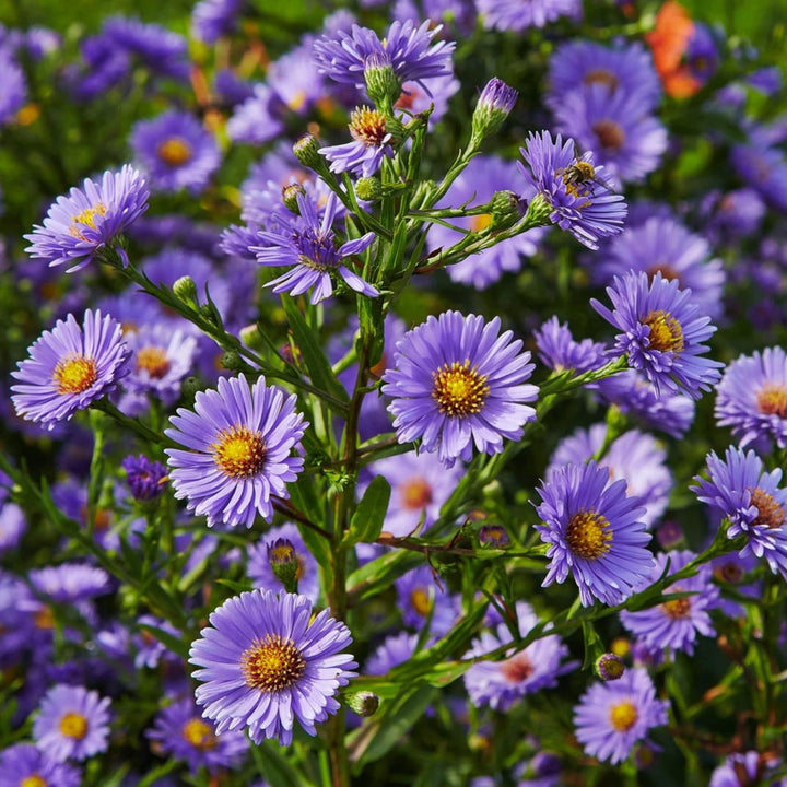 Aster Novi-Belgii Flower Seeds for Planting - 100 pcs