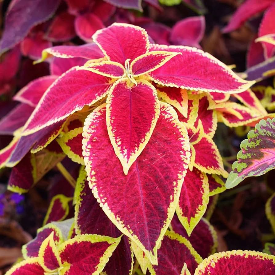 jazz rubin flower seeds