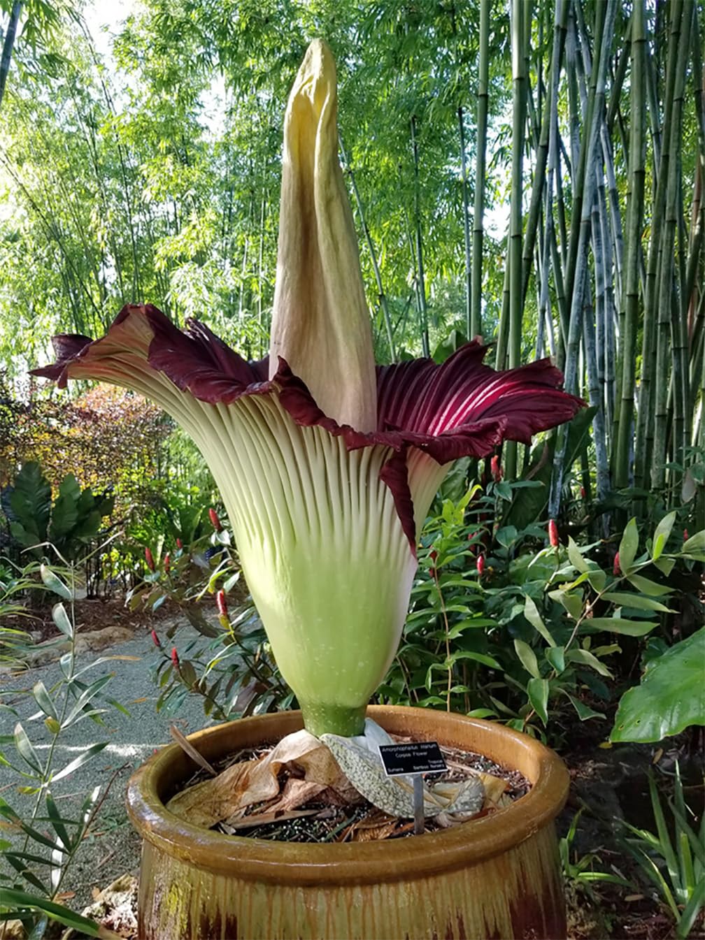 titan arum flower seeds