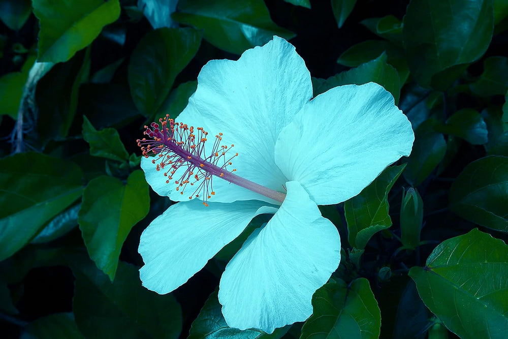 Flower Seeds, Seeds for Planting, Plant Seeds