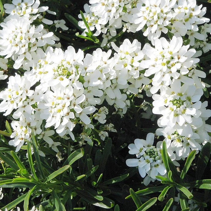 Heirloom White Candytuft Snow Flower Seeds, Non-GMO Ground Cover Blooms for Planting