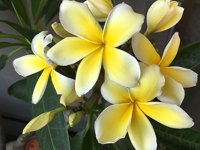 plumeria rubra flower seeds