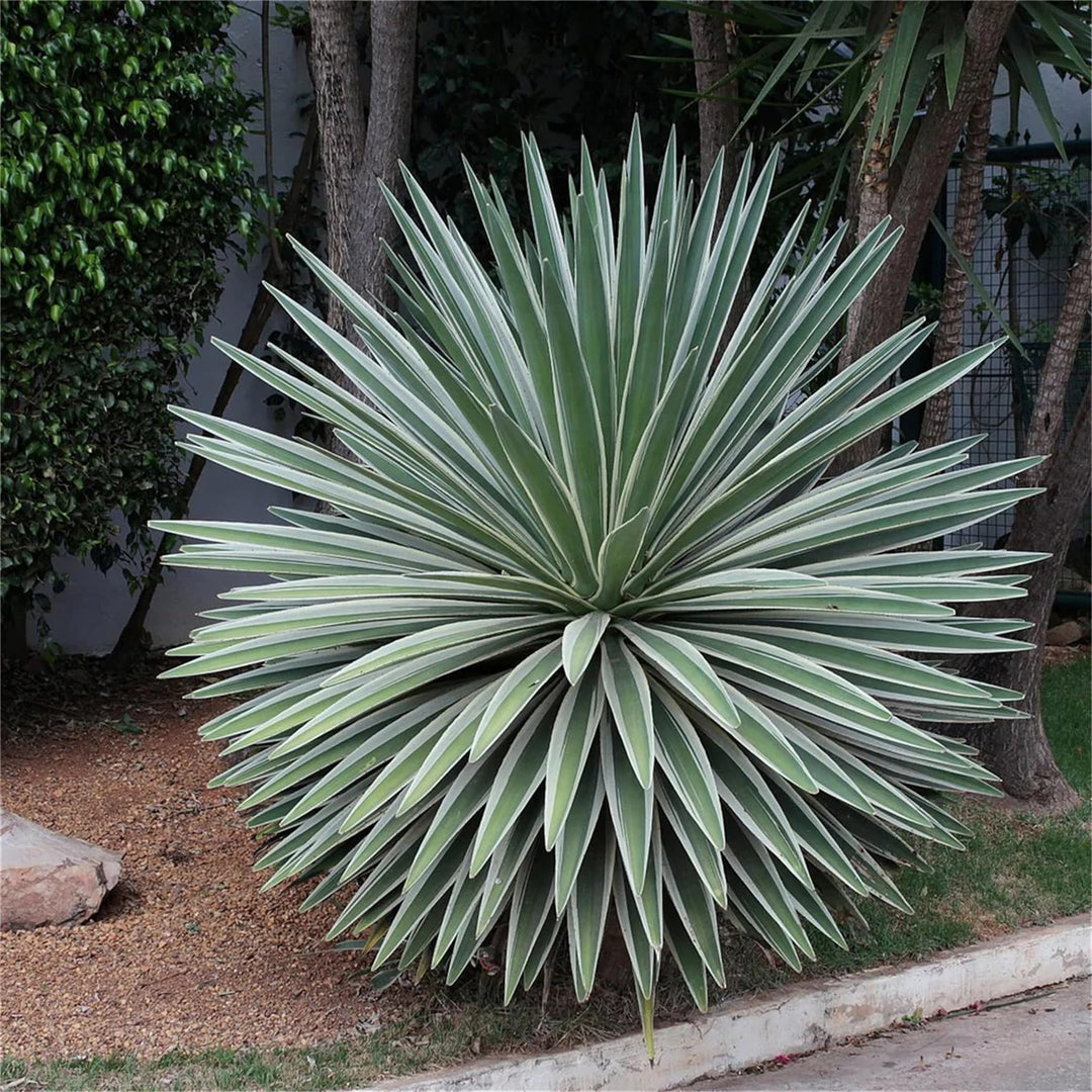 agave angustifolia flower seeds