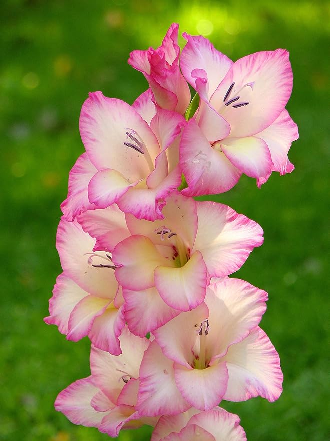 Gladiolus Blomsterfrø til Plantning Baby Pink 100 stk