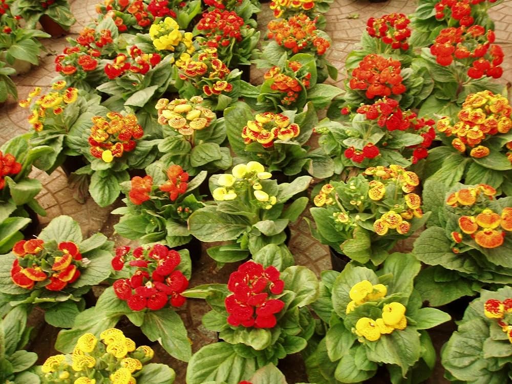 Blandede Calceolaria blomsterfrø til plantning - 100 stk