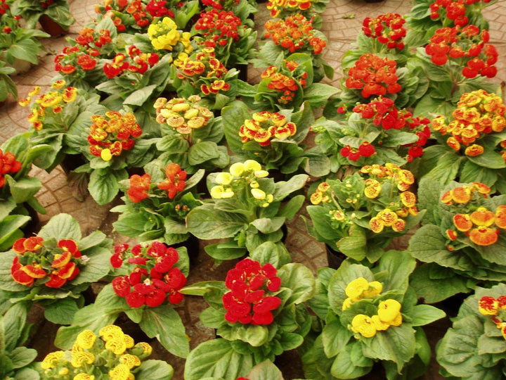 Calceolaria Zapatilla Blomsterfrø til udplantning, 100 stk