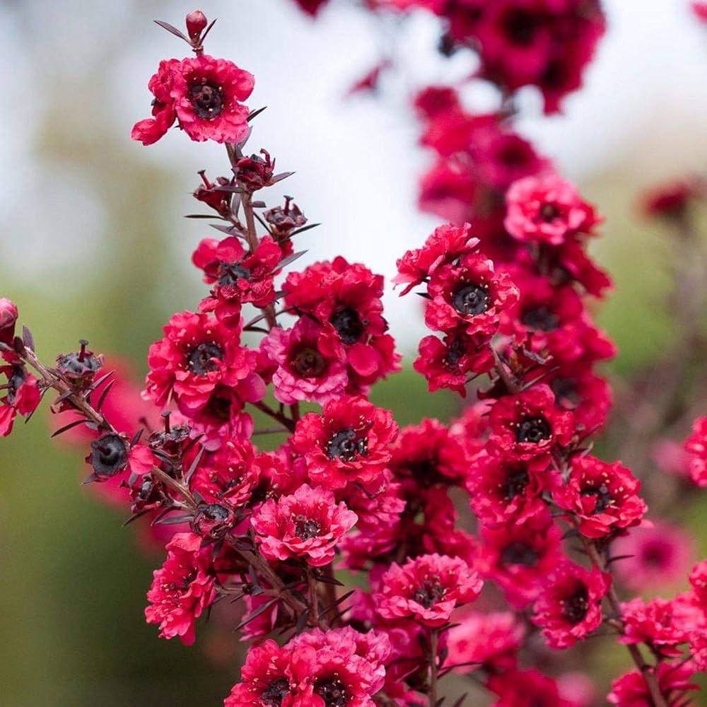 Pink Manuka Honey Teatree Leptospermum Scoparium Flower Seeds for Planting - 100 pcs