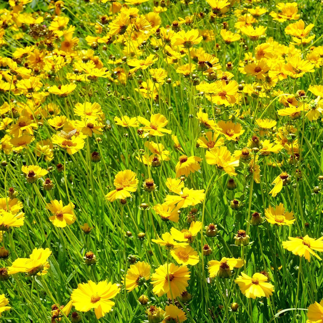 coreopsis rosea flower seeds