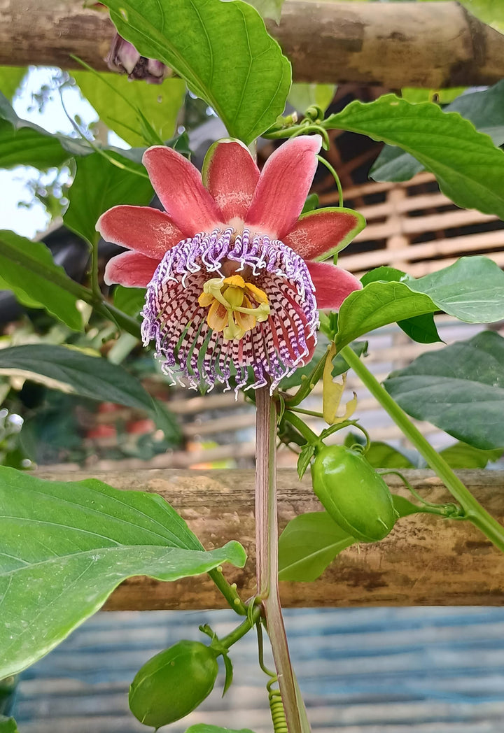 Organic Heirloom Red Passion Flower Seeds – Non-GMO Exotic Climbing Seeds for Planting, High Germination