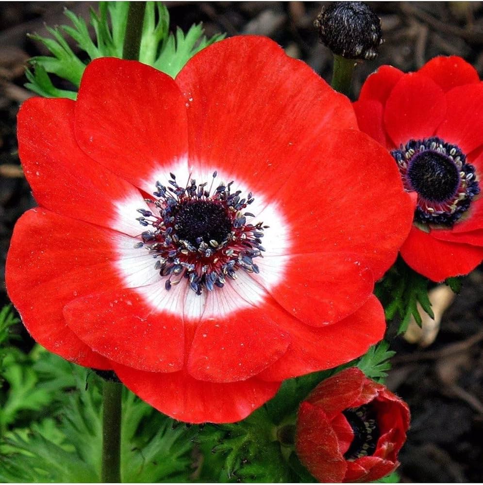 anemone anemone flower seeds