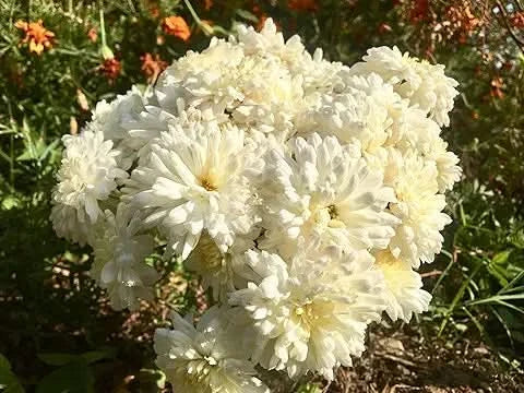 white chrysanthemum flower seeds