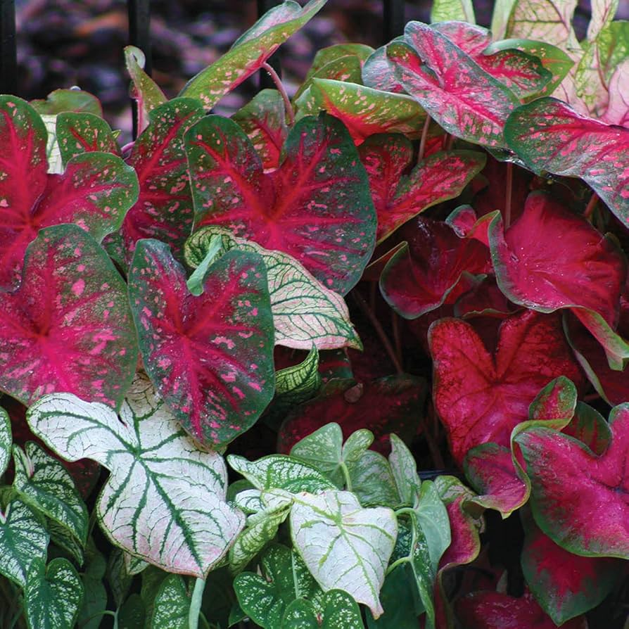 Berries and Burgundy Caladium Plant Seeds for Planting 100 pcs