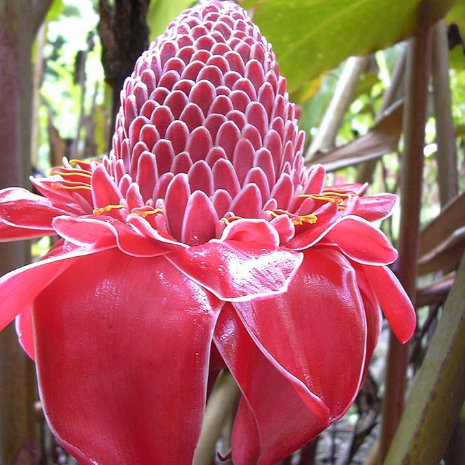 red ginger flower seeds