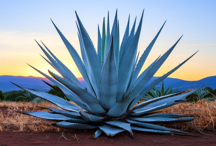 Organic Heirloom Mixed Agave Plant Seeds for Planting – Non-GMO, High Germination Drought-Tolerant Organic Garden Seeds