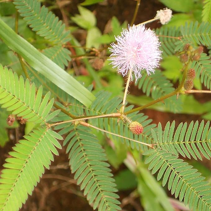 Gule Illinois bundtblomstfrø til plantning - 100 stk