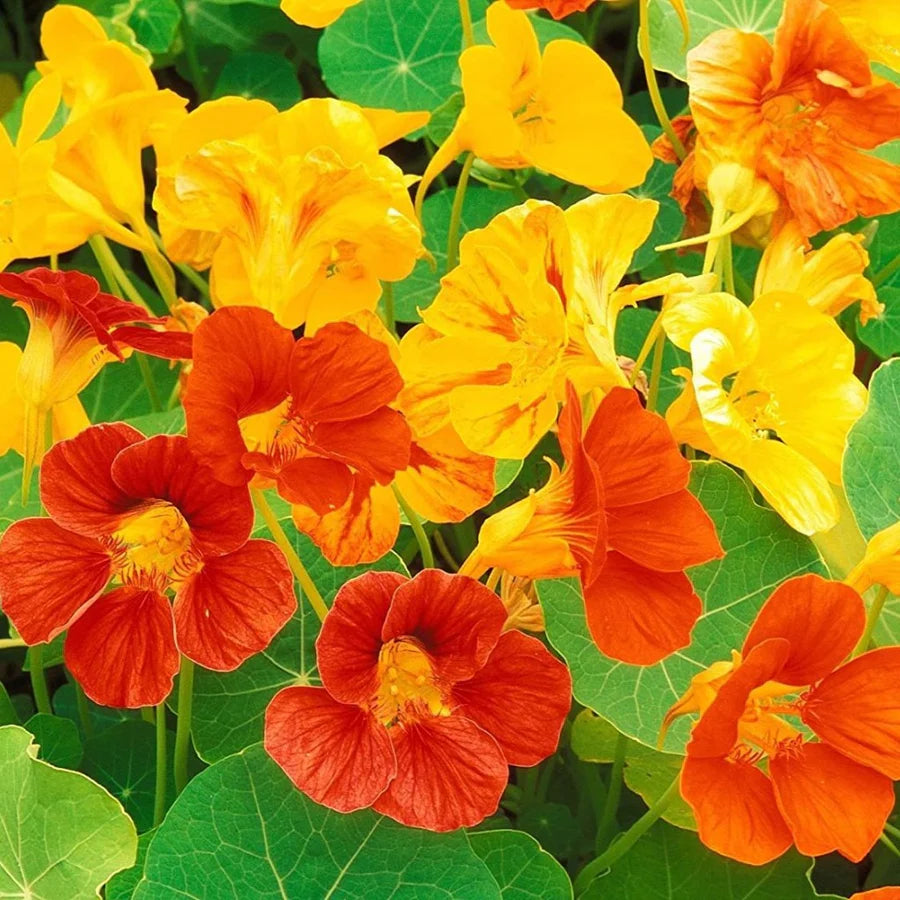 Mixed Nasturtium Flower Seeds for Planting – Heirloom, Non-GMO, High Germination Organic Garden Seeds