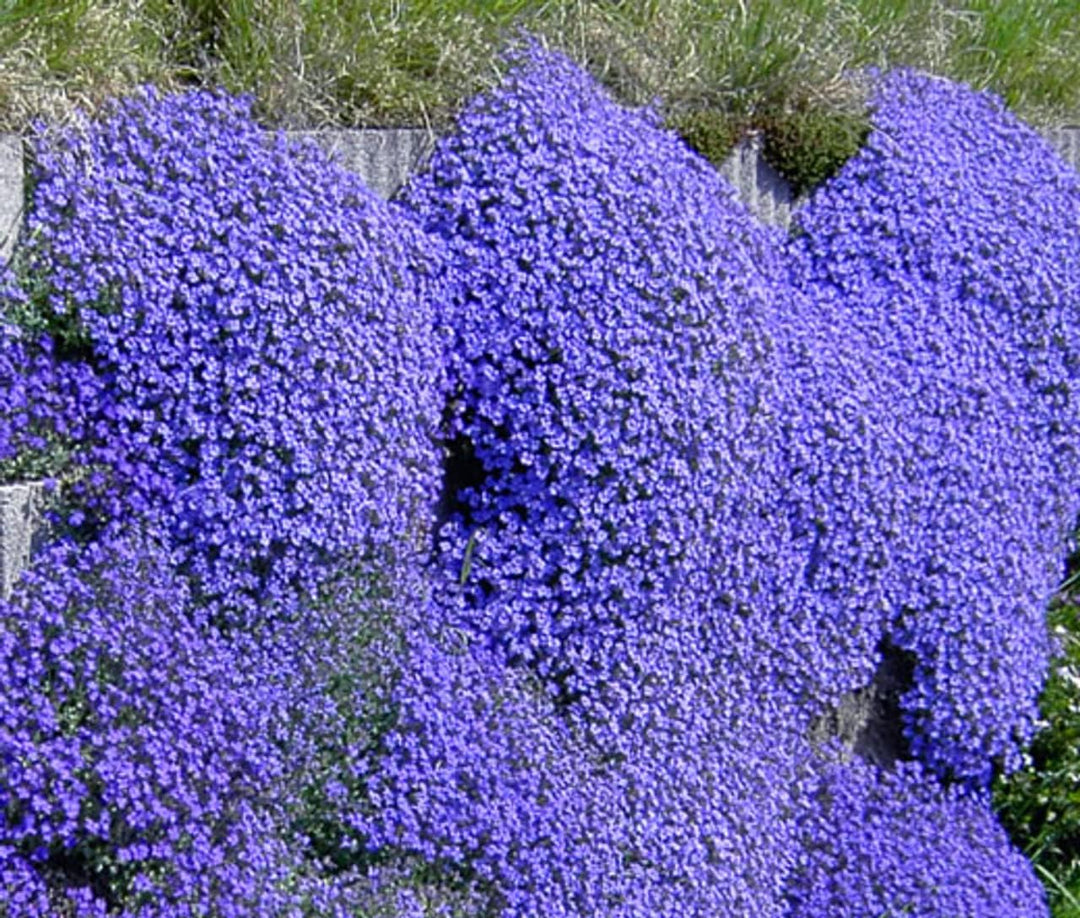 blue aubrieta flower seeds