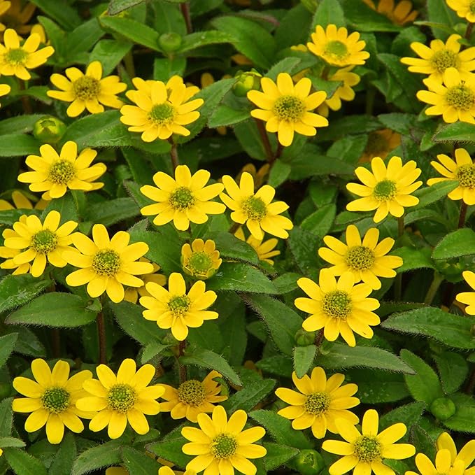 Gule krybende Zinnia blomsterfrø til plantning 100 stk -Hierloom blomsterfrø