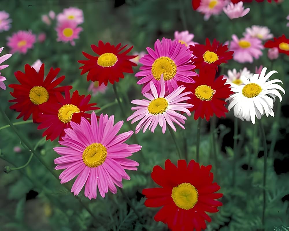 pyrethrum chrysanthemum flower seeds