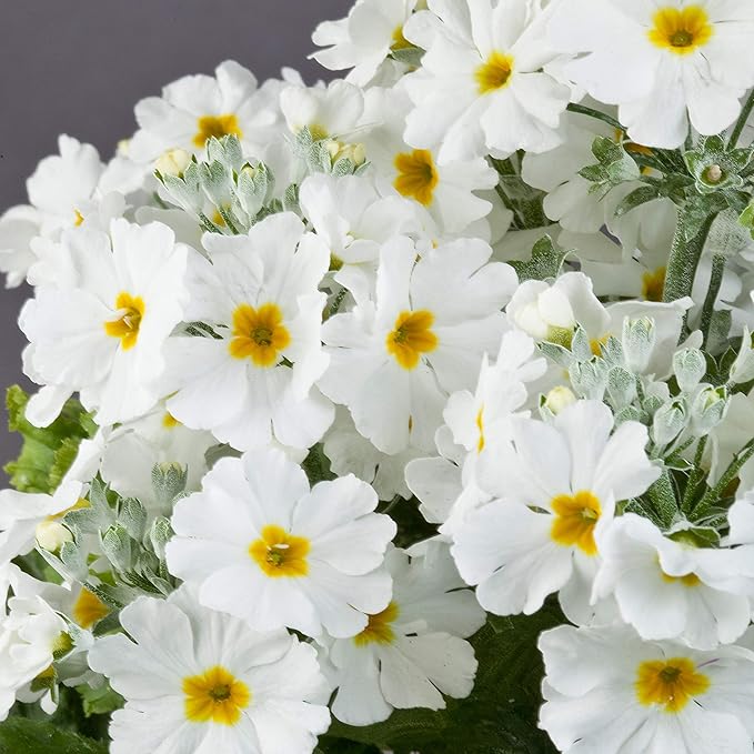 Organic Heirloom Non-GMO White Primrose Seeds for Planting – Spring Garden Blooms