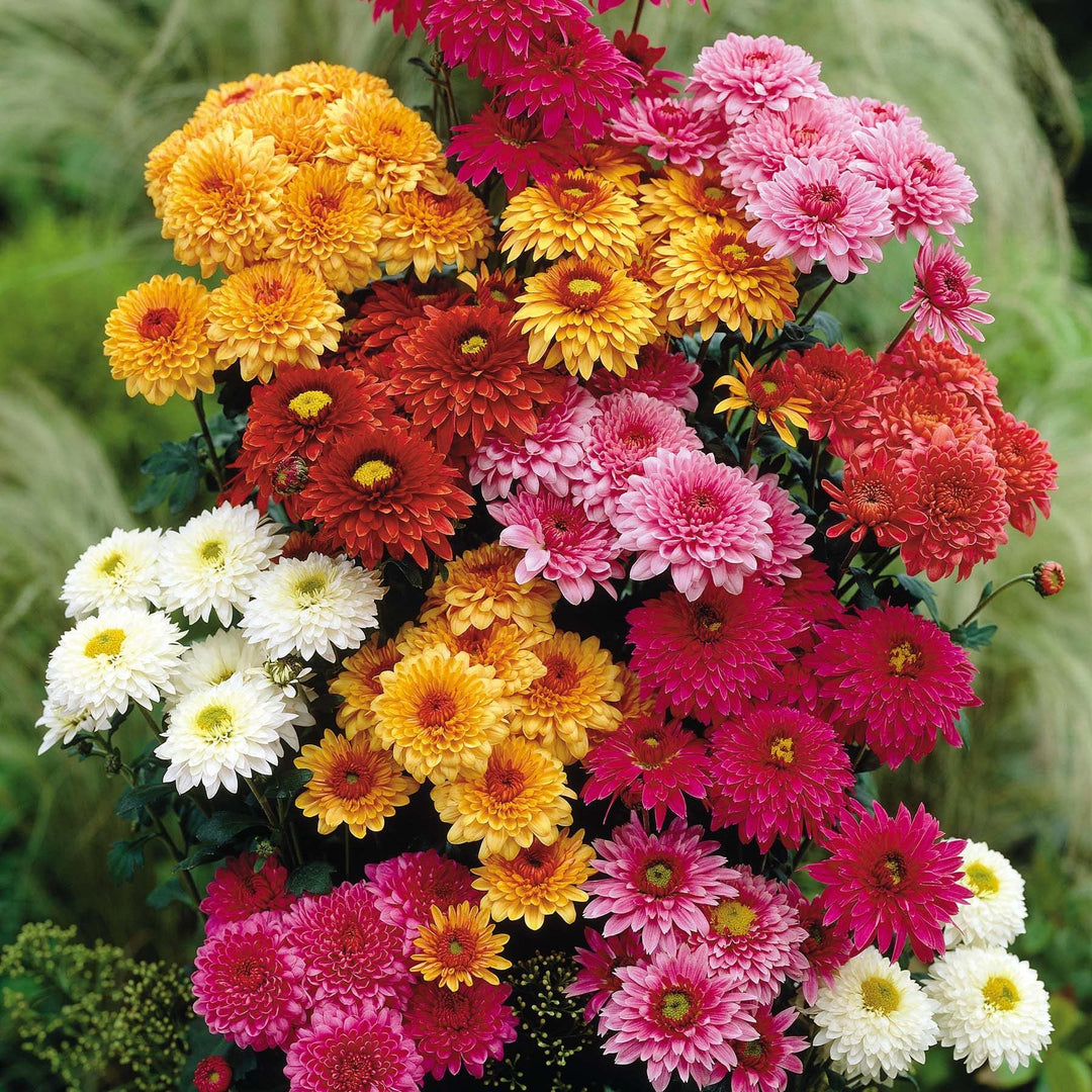 chrysanthemum for flower seeds