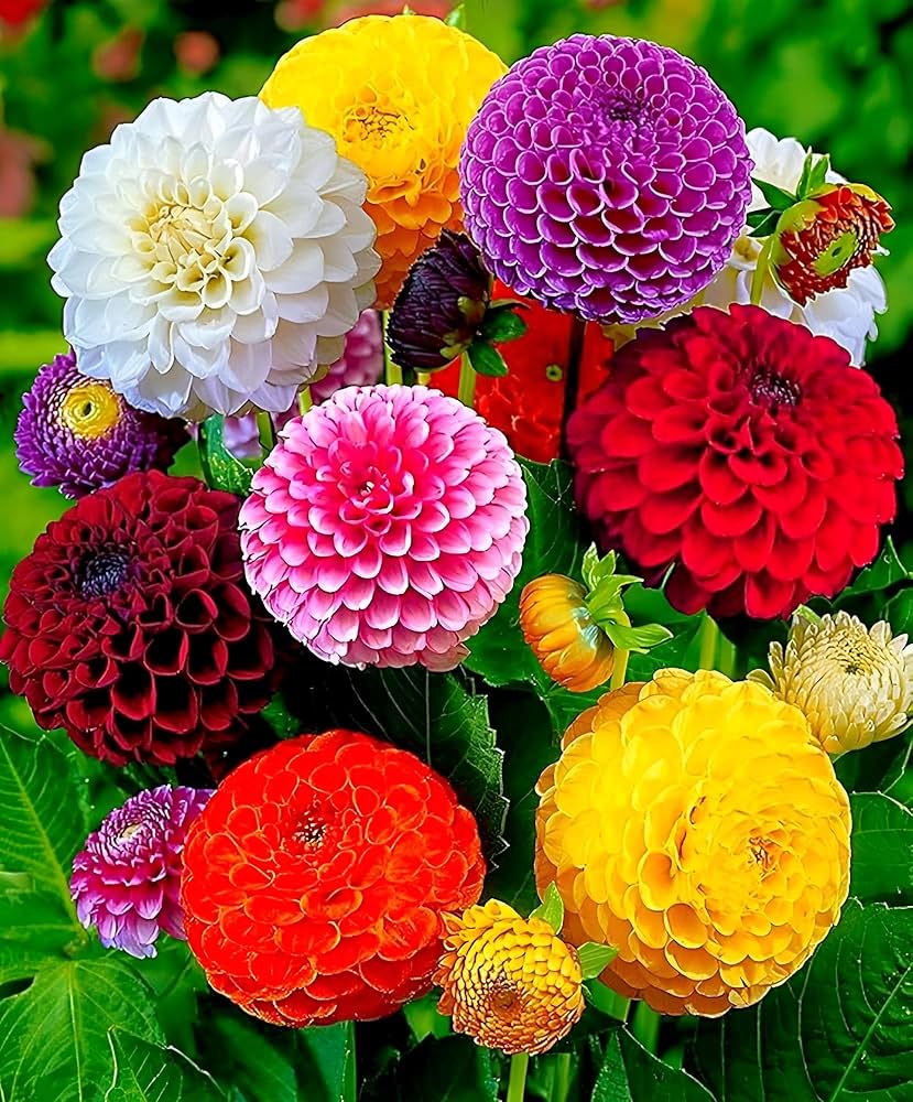 Dahlia Opera Mix Flower Seeds for Planting – Heirloom, Non-GMO Organic Garden Seeds with High Germination