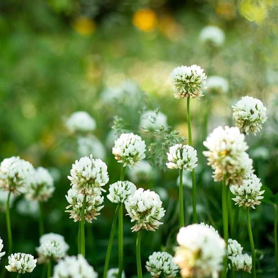 white clover flower seeds