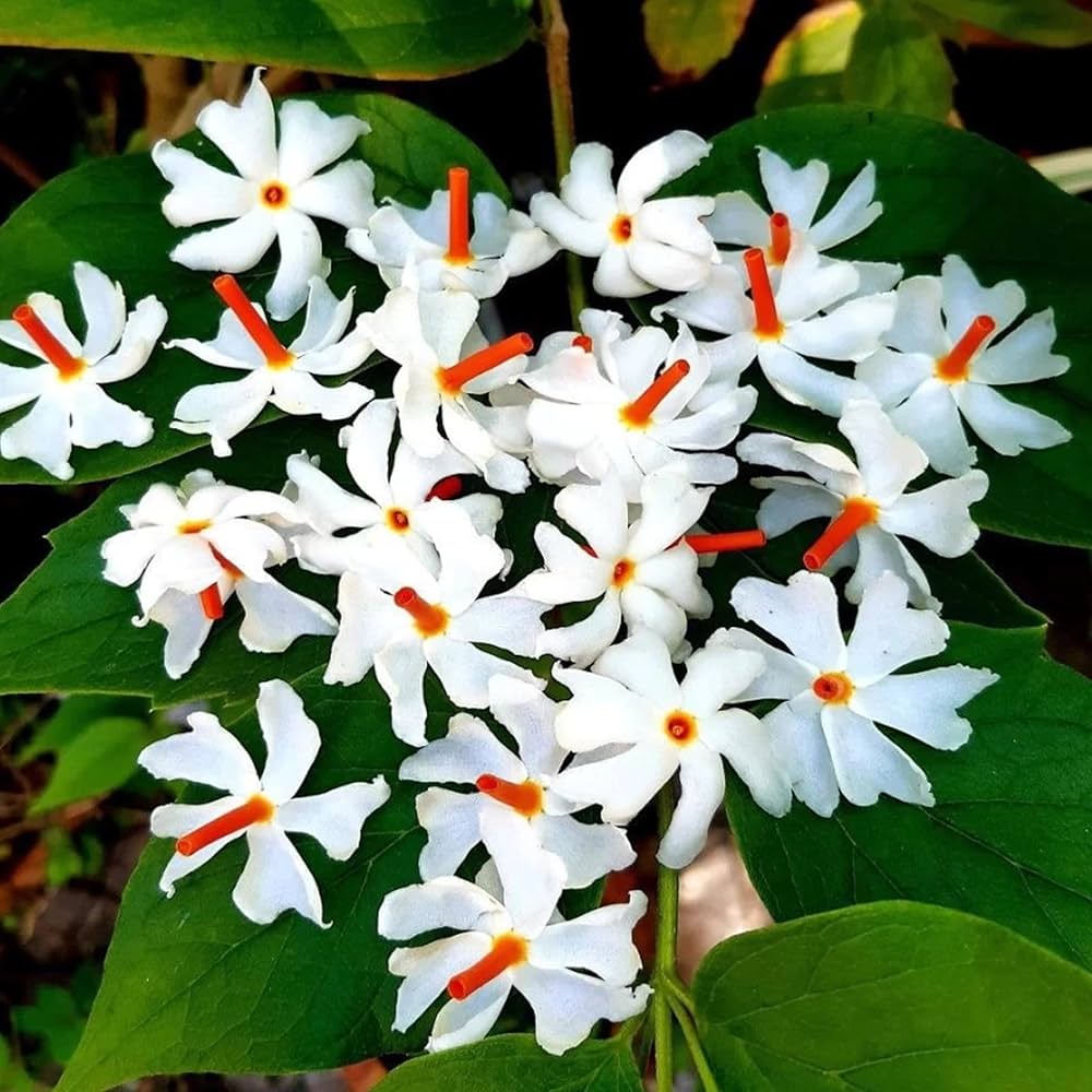 harsingar nyctanthes flower seeds
