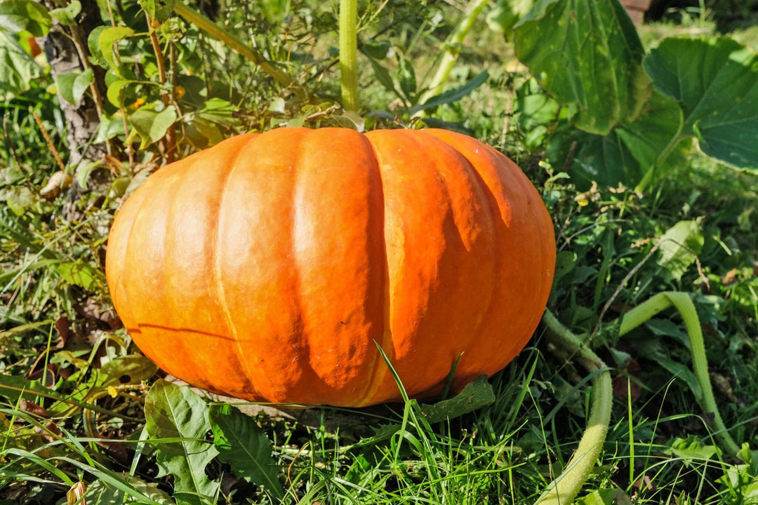 giant garden seeds Giant Pumpkin Vegetable Seeds for Planting – Fresh Vegetable for Your Garden, Vegetable Seeds – Neeraseeds