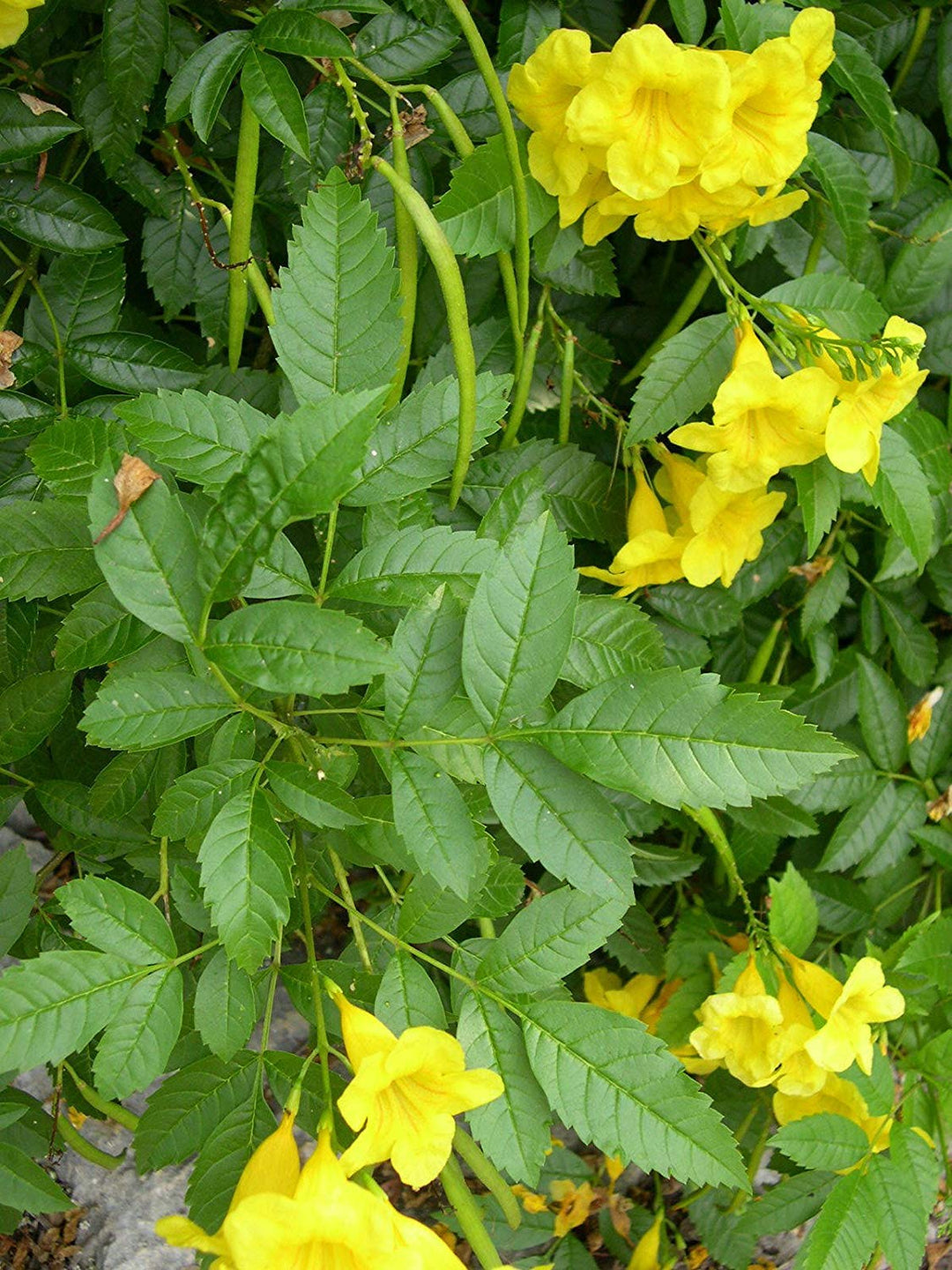 Gule Alcea Ficifolia blomsterfrø til plantning - 100 stk