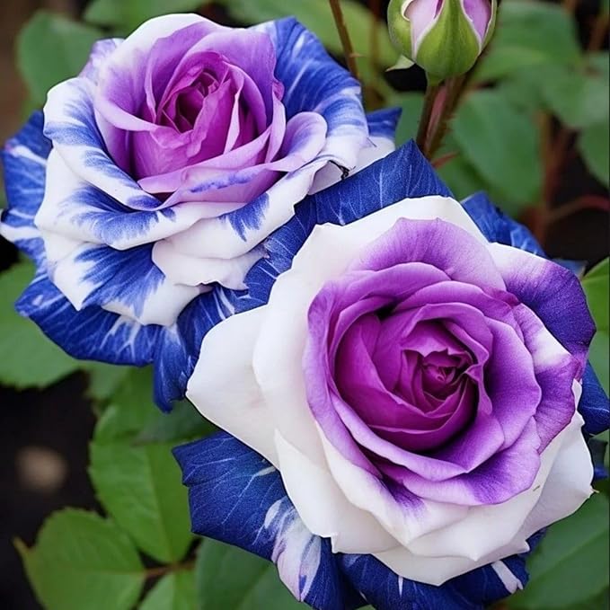 rose rosa flower seeds