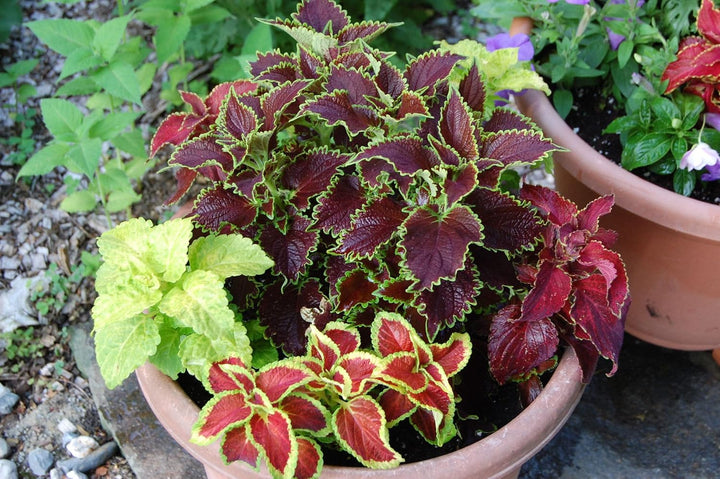 Flower Seeds, Seeds for Planting, Plant Seeds